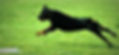 June Lure Coursing | April 1015