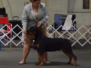 "Hass" went Winners Dog at the Southwestern Rottweiler Club of San Diego Specialty on Frid
