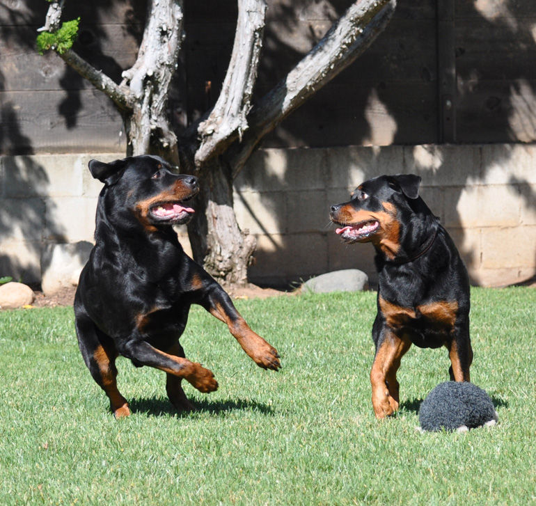 Kipper and Chili