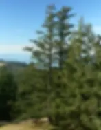 Douglas-fir.webp