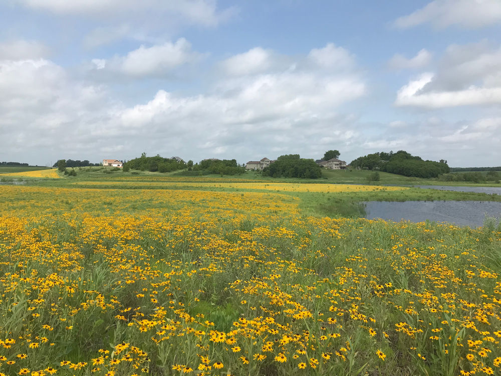 Native prairies their benefits and how to establish them