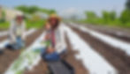 Three people planting in a sunny field with greenhouse tunnels in the background. They are smiling, wearing hats, and surrounded by greenery.