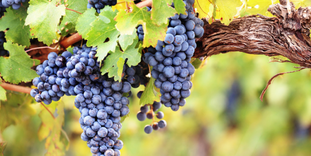 Vendanges - Lundi 12 septembre