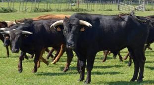 Viande de toro bio en 2017