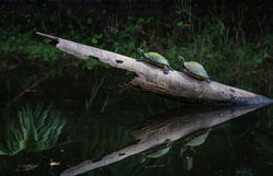 Painted Turtles