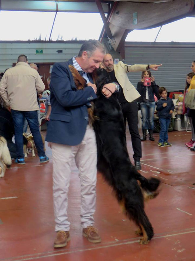 Santiago All Breed Show