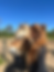 Unser liebes Pony auf dem Ponyhof Esingen in Tornesch bei Hamburg