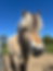 Unser liebes Pony auf dem Ponyhof Esingen in Tornesch bei Hamburg