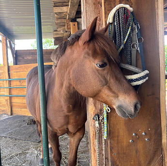 Freundliches Pony vom Ponyhof Esingen in familiärer Atmosphäre