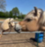 Eines unserer Ponys auf der Weide auf dem Ponyhof Esingen bei Tornesch nahe Hamburg