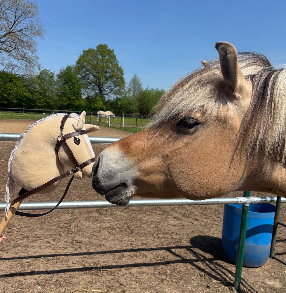 Eines unserer Ponys auf der Weide auf dem Ponyhof Esingen bei Tornesch nahe Hamburg