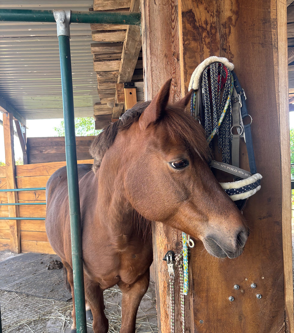 Freundliches Pony auf dem familiären Ponyhof Esingen nahe Hamburg