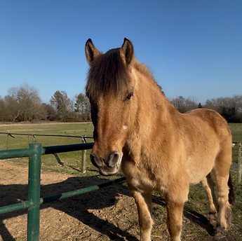Liebes Kinderpony vom Ponyhof Esingen bei Hamburg
