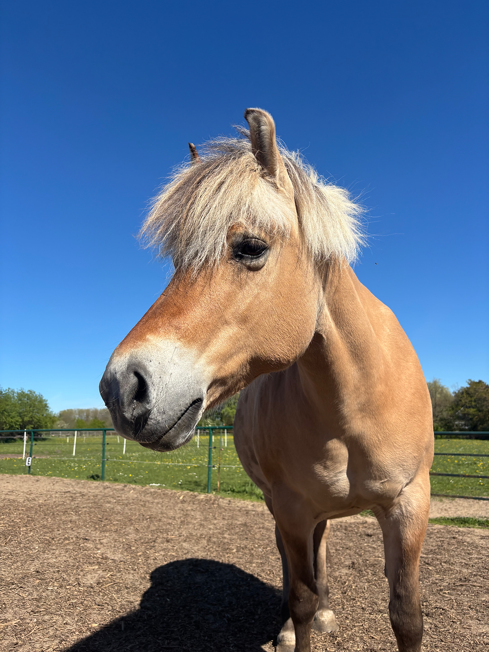Unser liebes Pony auf dem Ponyhof Esingen in Tornesch bei Hamburg