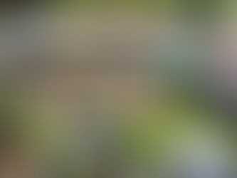 De geschiedenis van het openlucht theater