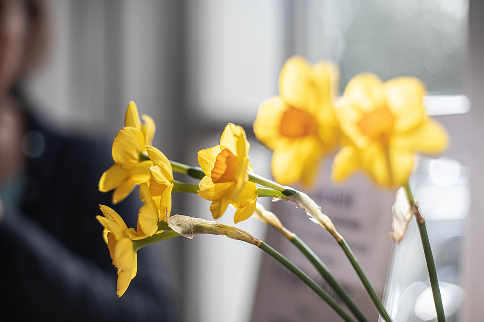 yellow daffodils