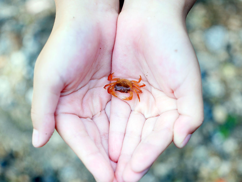 Rock Pooling