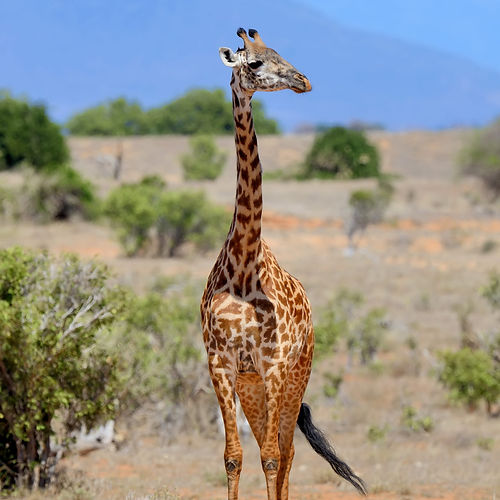 Giraffe in a dry safari landscape