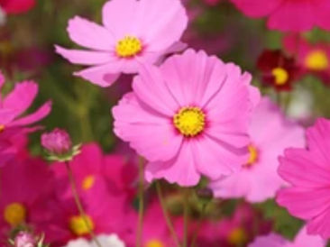 The most beautiful baby I have ever seen – Patricia Marston