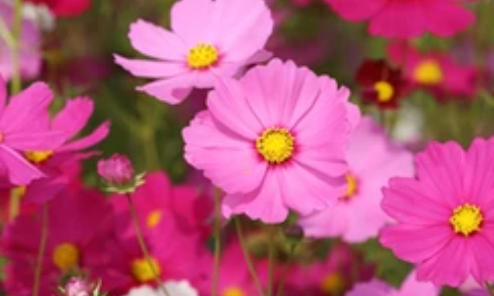 The most beautiful baby I have ever seen – Patricia Marston