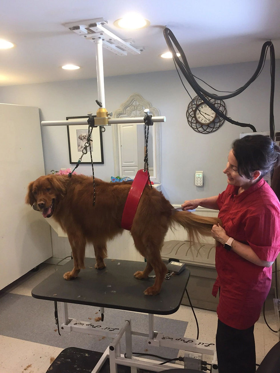 Revolutionize Pet Grooming: How Ceiling-Mounted Devices Improve Safety & Efficiency