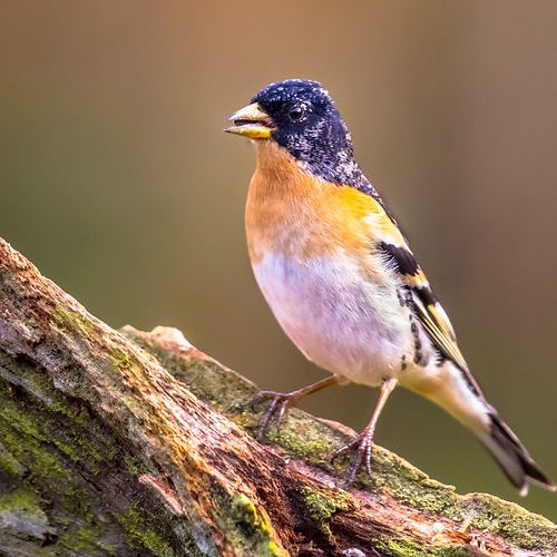 Brambling bird perched on a branch