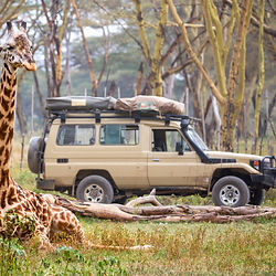 Giraffe rests beside safari vehicle in Ngorongoro