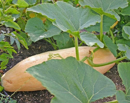 Miniatura: A Candy Roaster squash growing on the vine.