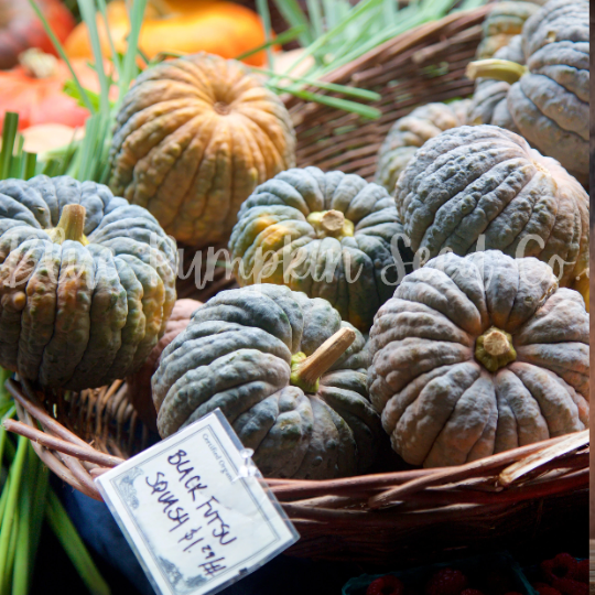 Miniatura: A basket of Black Futsu pumpkins.