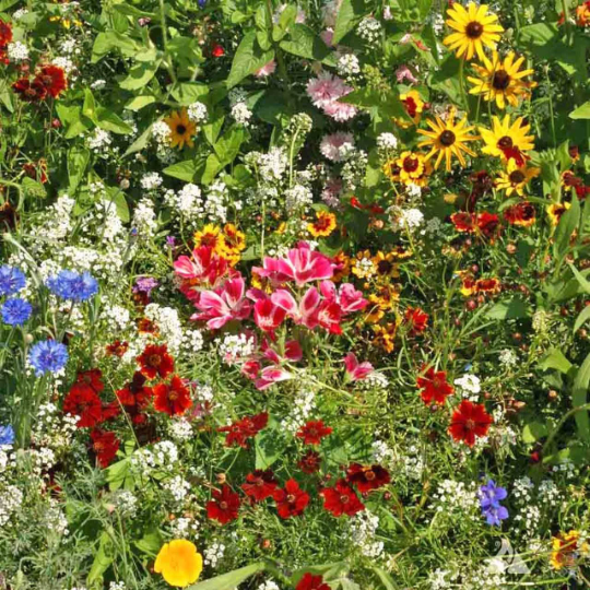 Miniatura: Various wildflowers.