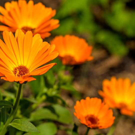 Thumbnail: Orange Calendula flowers.
