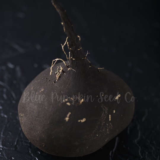 Miniatura: A Black Spanish radish in a dark setting.