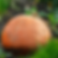 Thumbnail: A Big Max pumpkin in the grass.