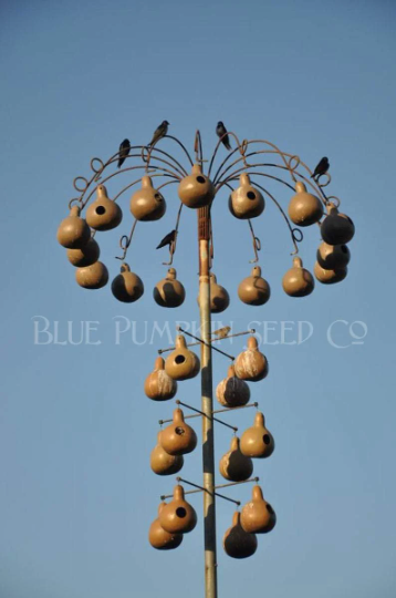 Miniatura: Several dried gourds on a frame, used to attract Martindale birds.