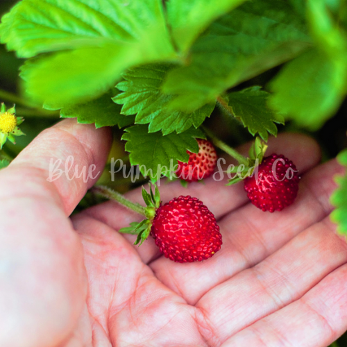 Alexandria Alpine Strawberry seeds | Blue Pumpkin Seed Co