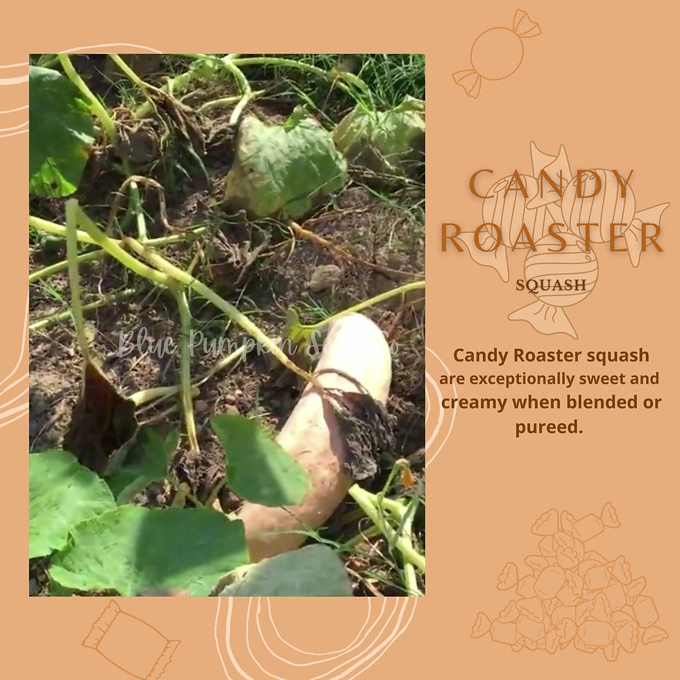 Miniatura: Candy Roaster squash seeds video.