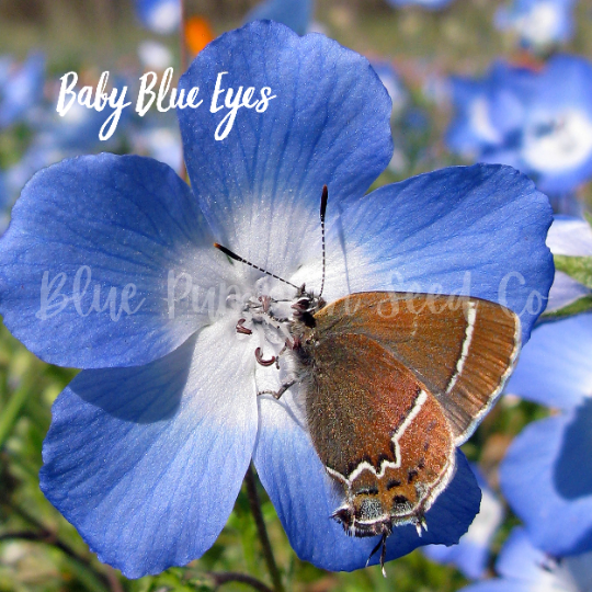 Miniatura: A butterfly on a Baby Blue Eye Flower.