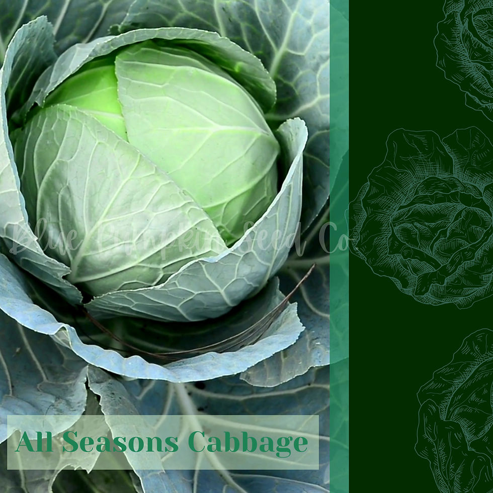 Thumbnail: All seasons cabbage seeds.