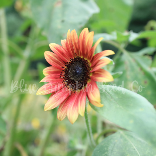 Miniatura: A pink and yellow sunflower.
