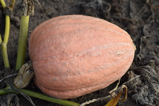 Thumbnail: An Amish Pie pumpkin growing in a field.