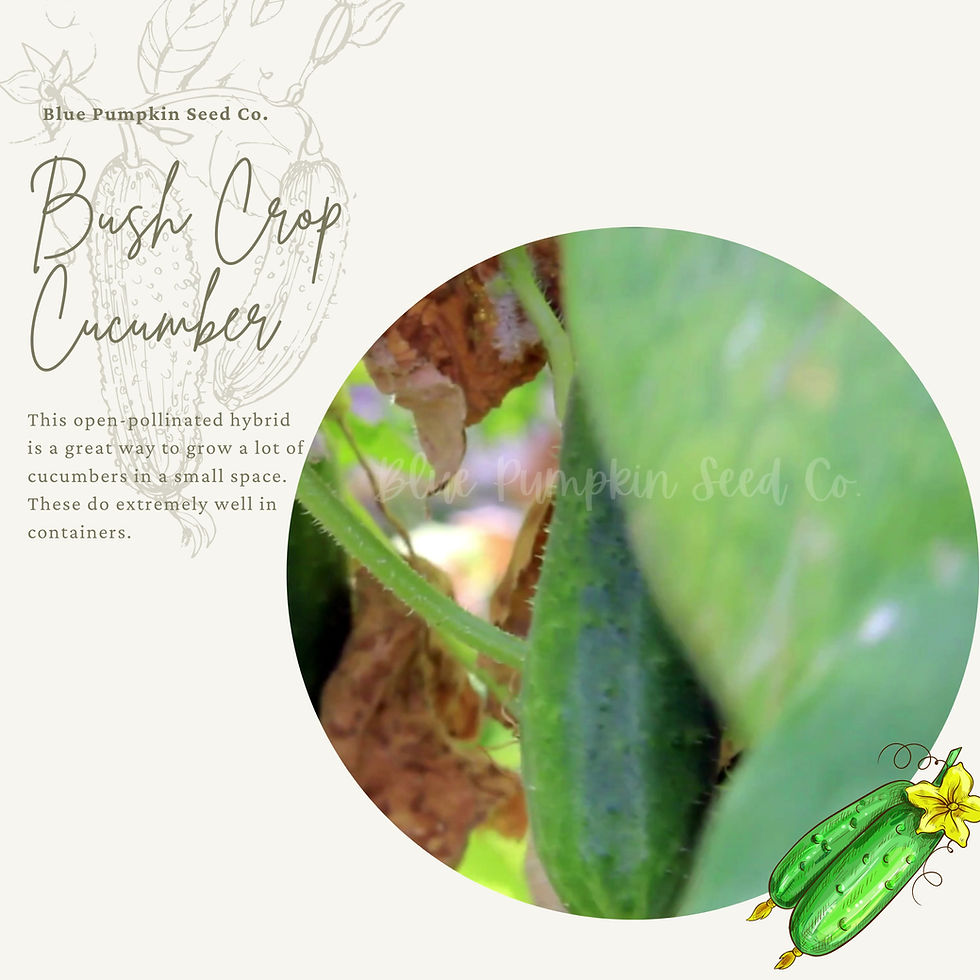 Thumbnail: Bush Crop cucumber seeds video.