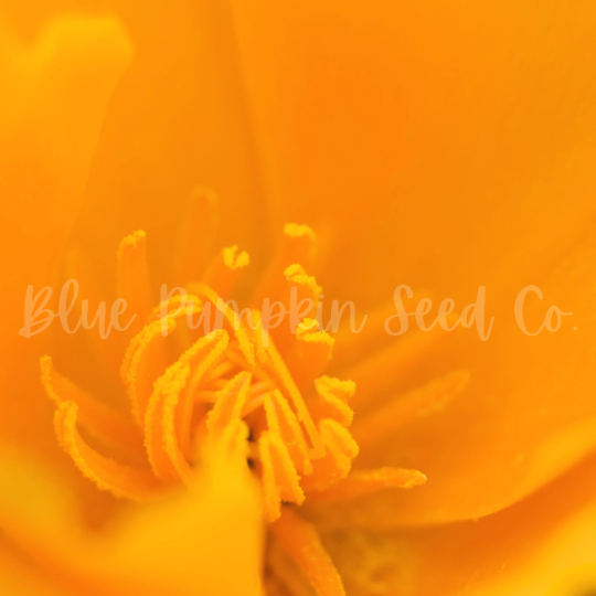 Miniatura: The center of a California poppy flower.