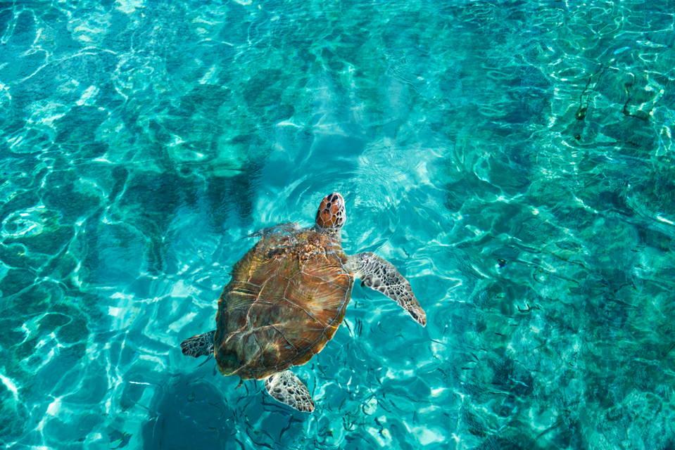 Turtle2 - SoloatSea.png