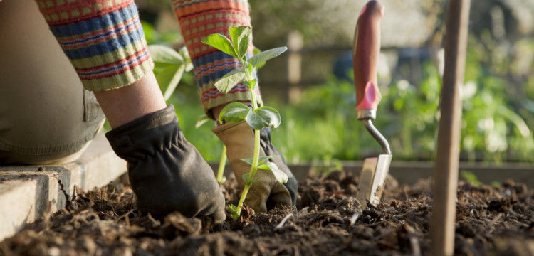 5 razones para crear un jardín comestible