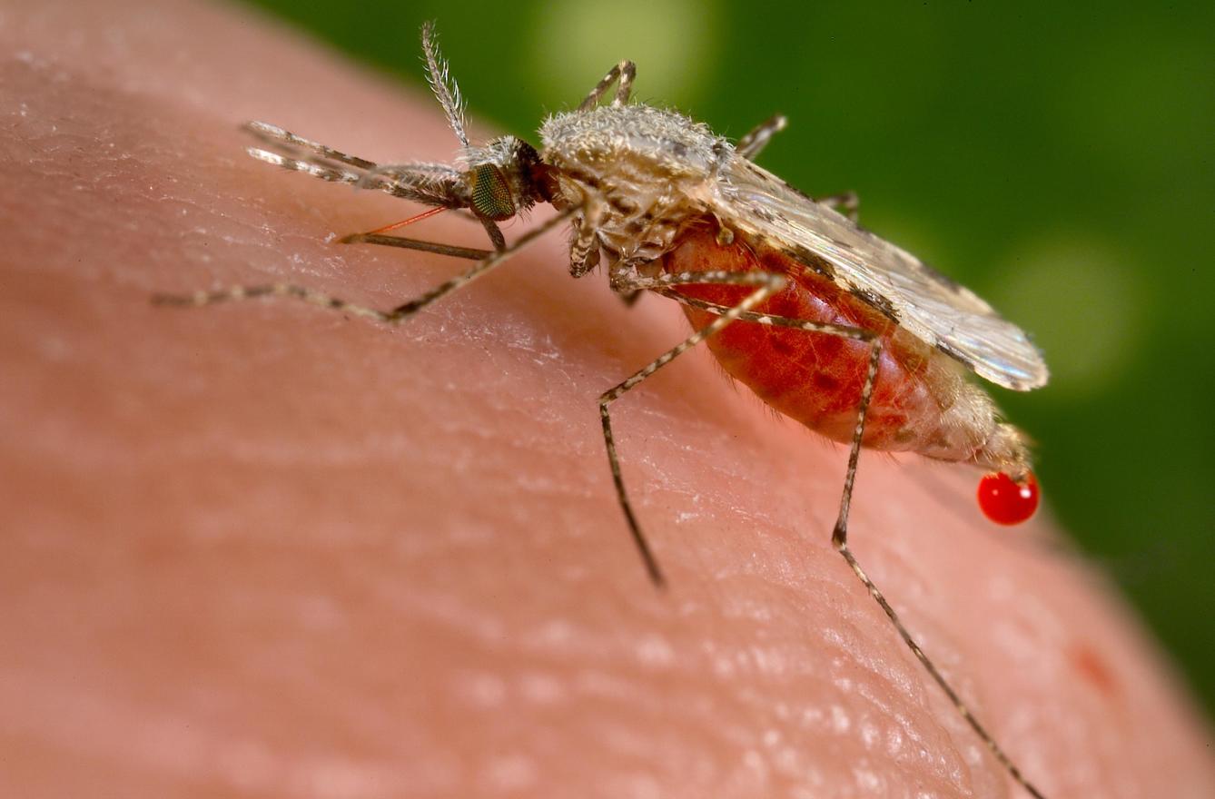 con que pica el mosquito con que pica el mosquito