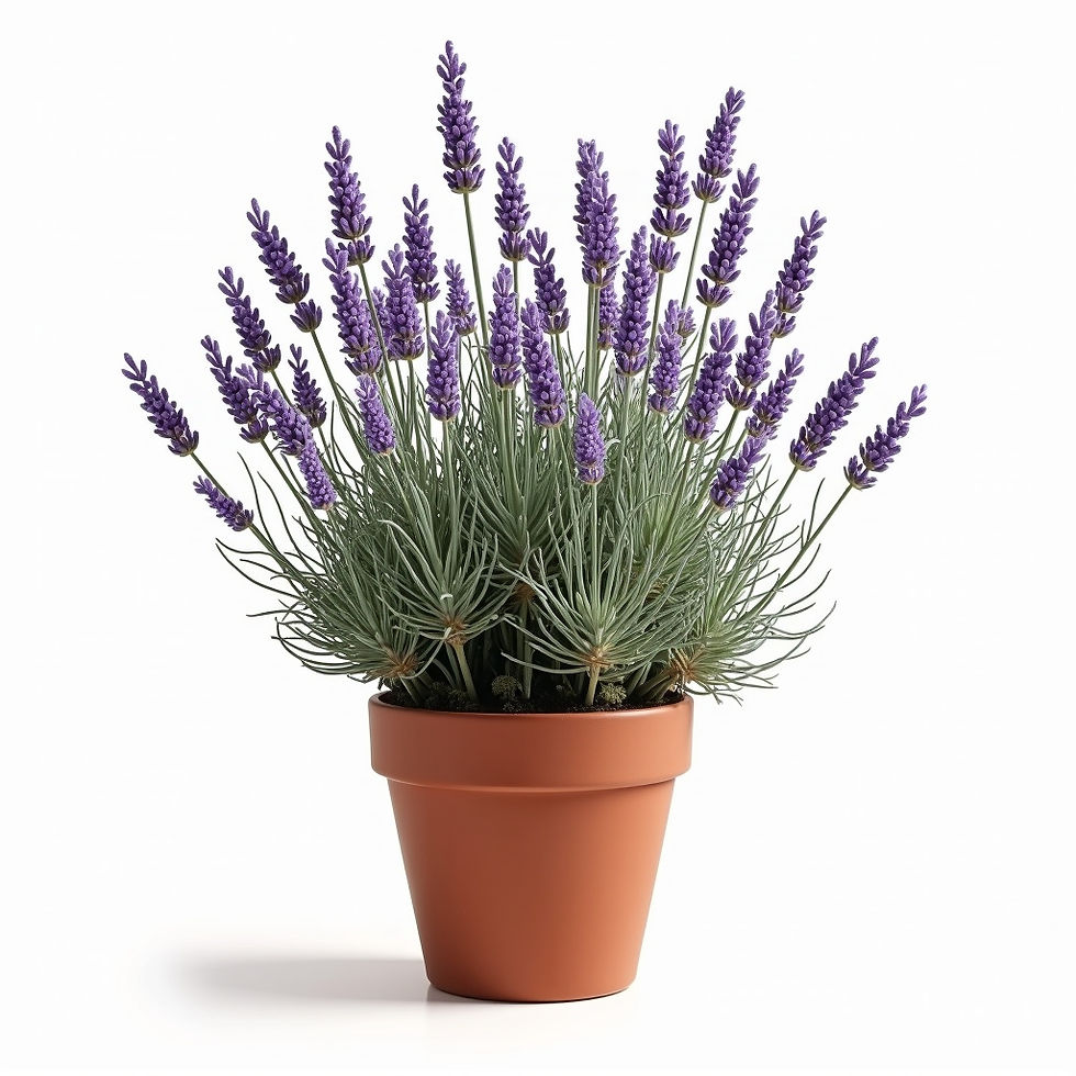 Lavender Bush