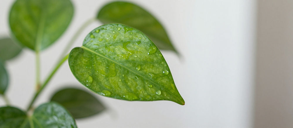 Healthy green indoor plant leaf with water droplets