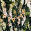 Thumbnail: Mr & Mrs Wooden Bunting 