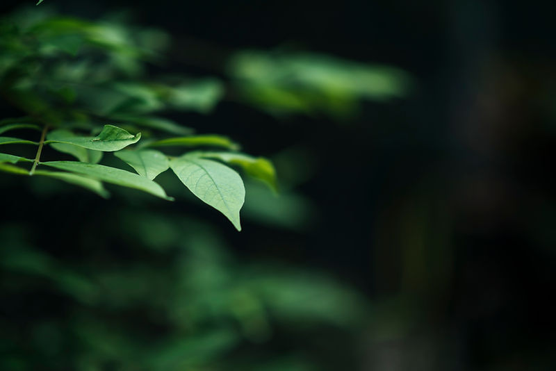 close-up-green-leaves-blurred-leaf-background.jpg