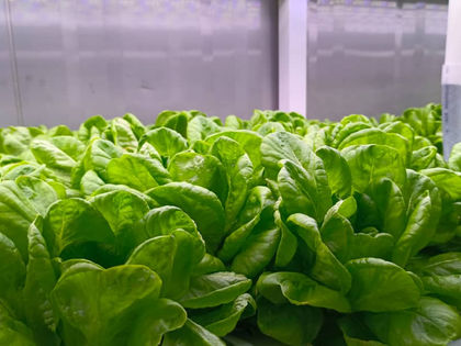 Harvest Fresh Produce Anywhere with the HarvestHub 40ft Grow Container ☘